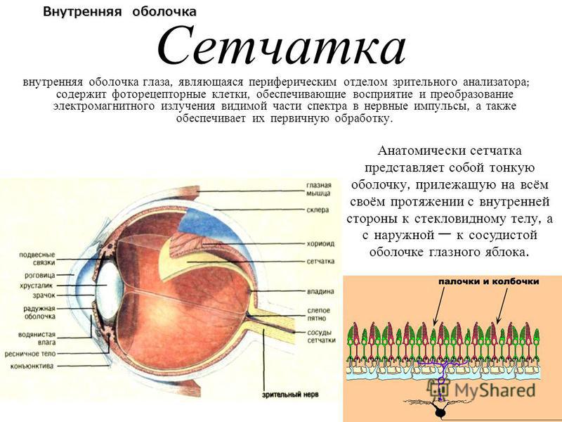 Функции оболочки глаза сетчатка. Строение сетчатой оболочки глазного яблока. Иннервация сетчатки глаза. Строение глазного яблока анатомия латынь.