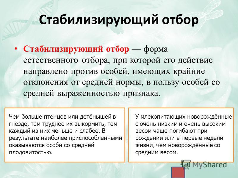 Определение отбора. Стабилизирующий отбор. Стабилизирующая форма отбора. Стабилизирующий естественный отбор. Стабелизирующие форма естественного отбора.