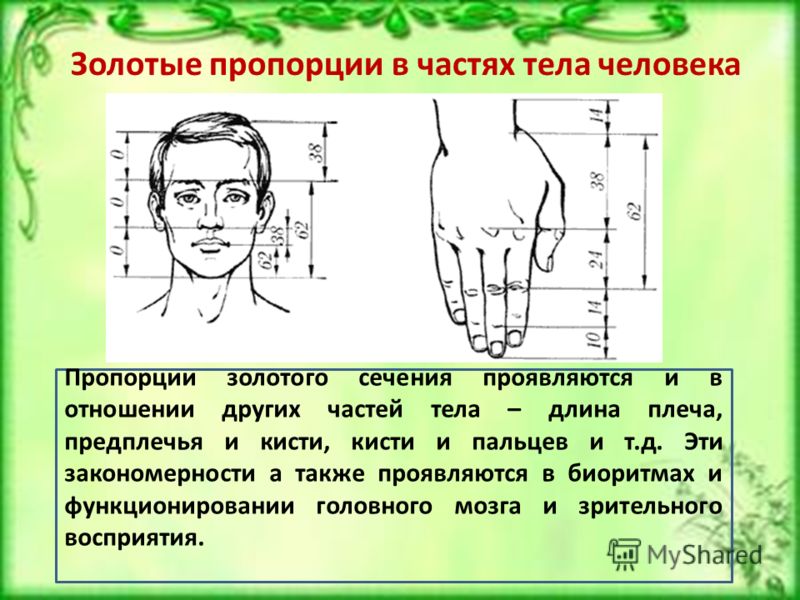 Пропорция и золотое сечение проект 6 класс