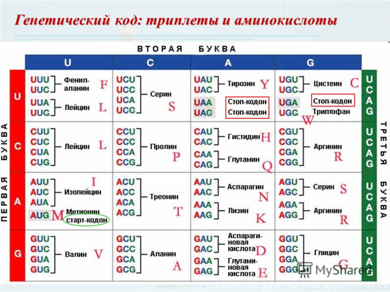 Основания триплетов