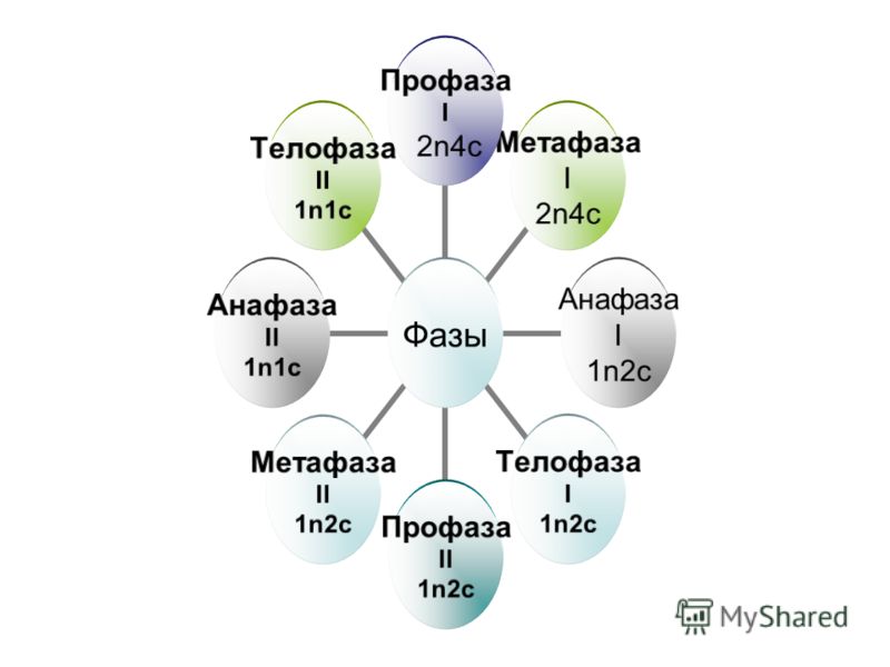 N c и другие. 2n2c набор. 2n 2 биология. N И 2n биология. 2n4c набор.