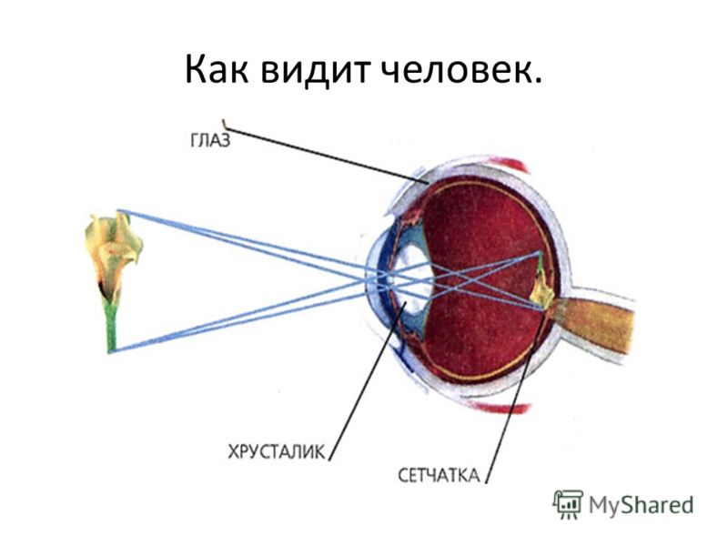 На рисунке мы видим. Механизм работы оптической системы глаза. Упрощенная оптическая система глаза. Как видит глаз. Глаз и зрение оптические приборы.