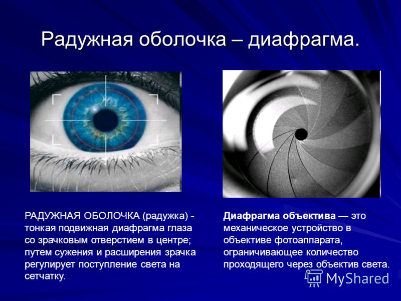 Регулирует количество света проходящего в глаз. Радужка диафрагма. Диафрагма глаза. Диафрагма и человеческий глаз.