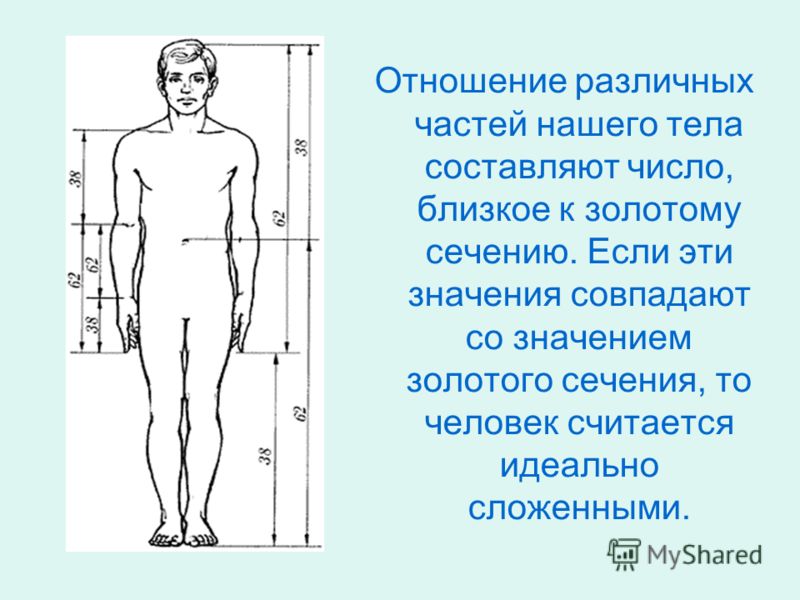 Золотое сечение в теле человека проект по математике