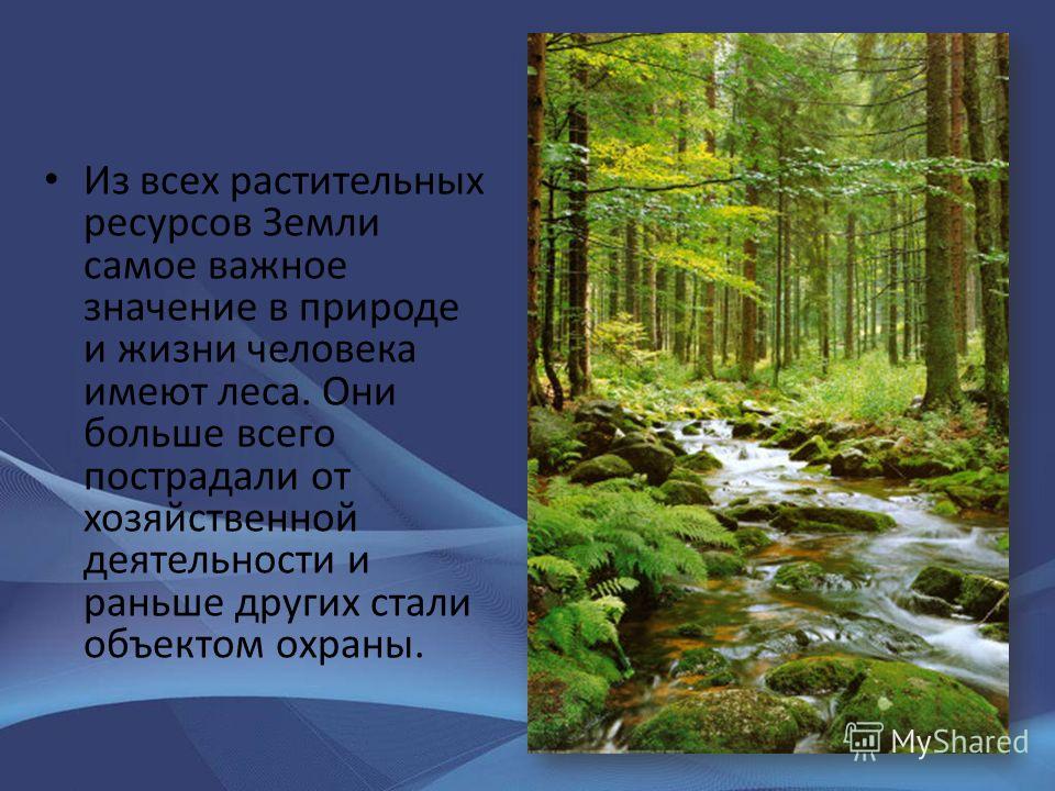 Природа в жизни людей презентация. Доклад о природе. Природа для презентации. Лес в природе и жизни человека. Презентация на тему лес.