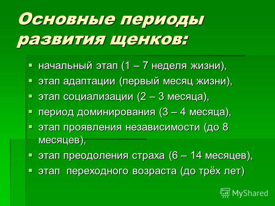 Периоды развития щенков. Психофизиологические этапы развития щенка. Периодизация развития щенков. Периоды социализации щенков. Периоды роста и развития собак.