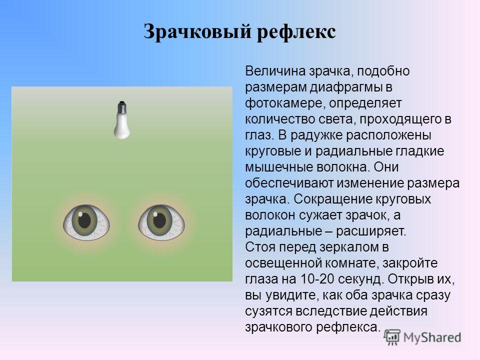 Что воспринимает световое изображение прошедшее через зрачок ответы на тест