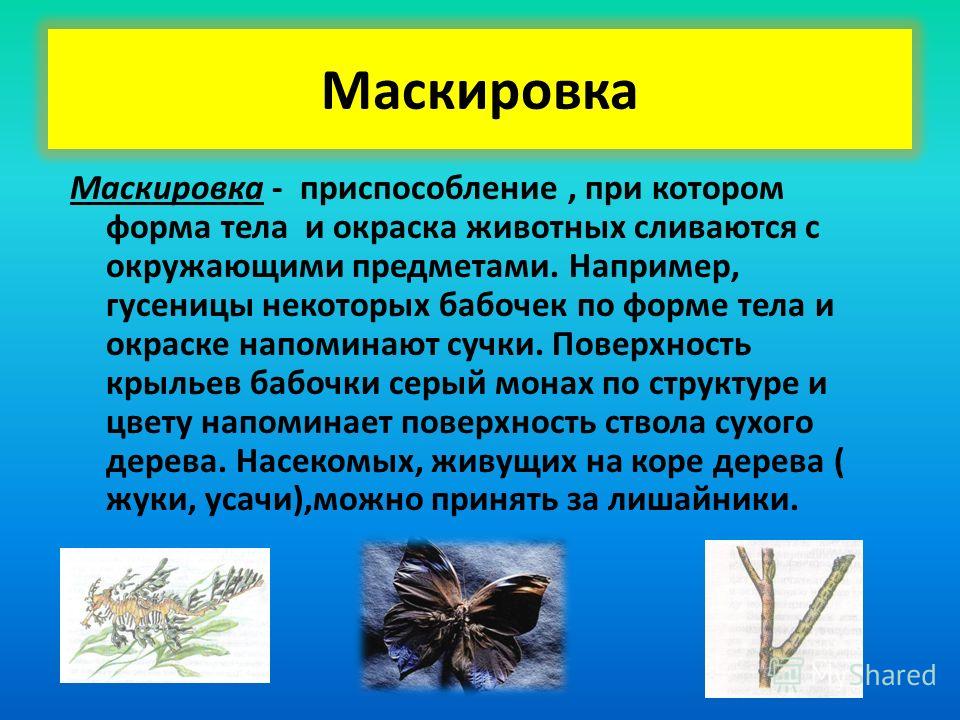 Хитрости маскировки у насекомых проект 2 класс