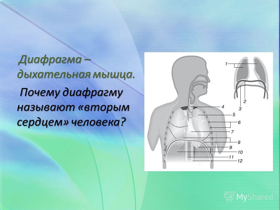 Где находится диафрагма у человека картинки