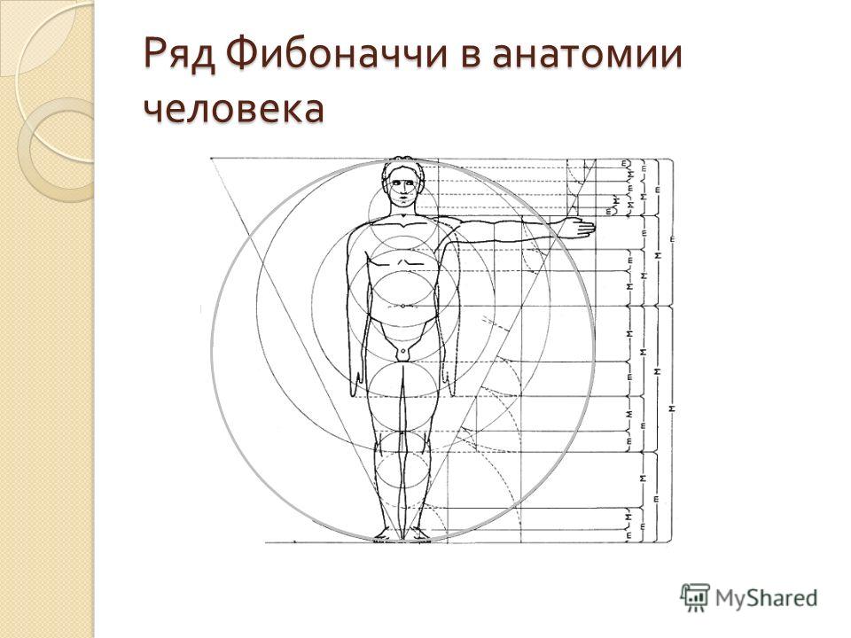 Золотое сечение в теле человека проект по математике