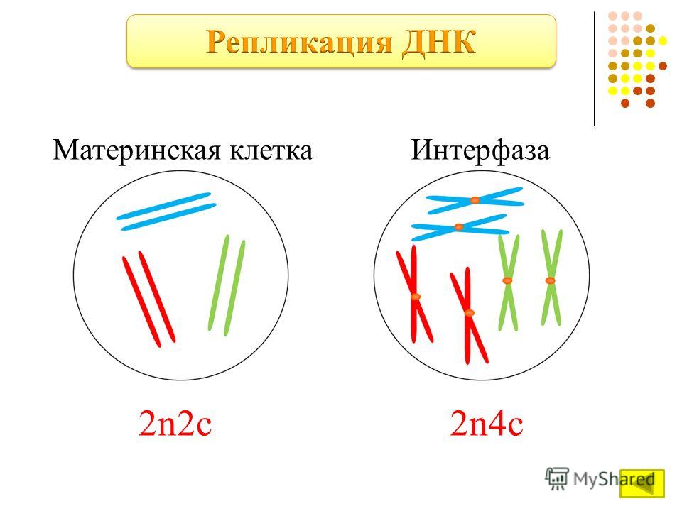 4 набор хромосом. Набор клетки 2n2c. Хромосомный набор 2n4c. 2n4c набор хромосом что значит 4c. Репликация ДНК митоз интерфаза.