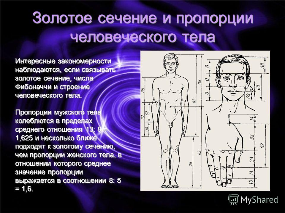 Пропорции 0. Пропорции Фибоначчи в теле человека. Золотое сечение пропорция тела. Золотое сечение пропорции человеческого тела. Пропорции золотого сечения в теле.