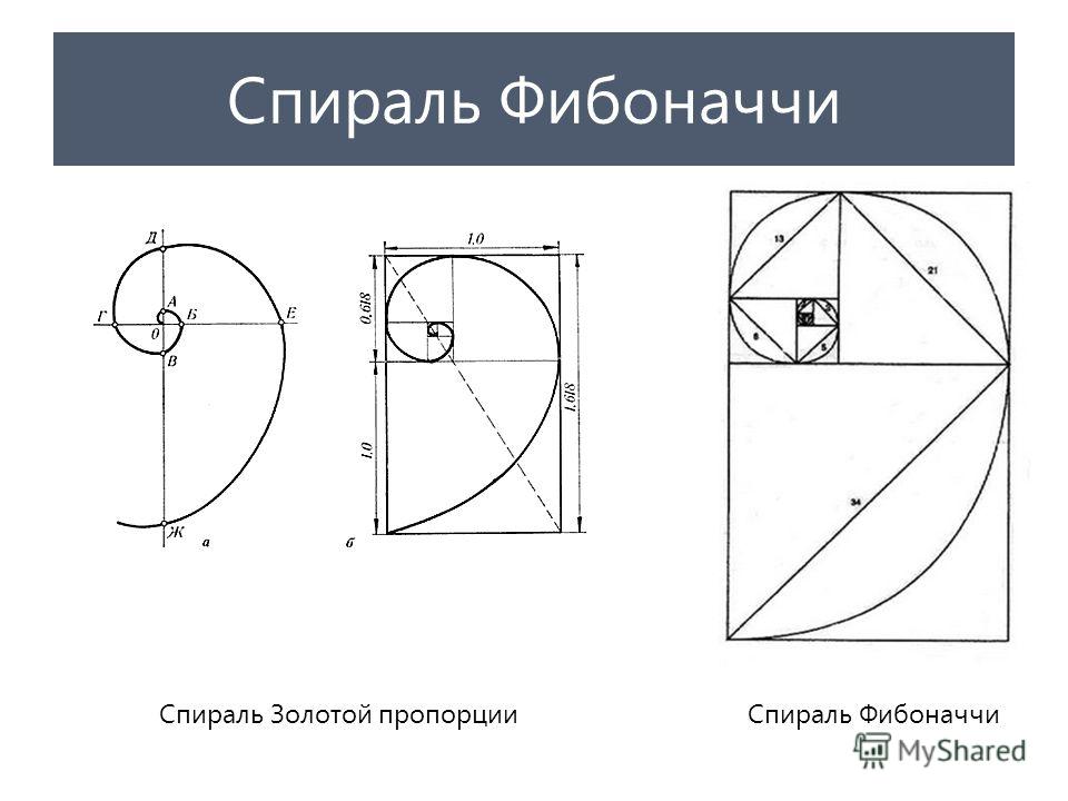 Числа фибоначчи соотношения. Спираль Фибоначчи золотое сечение. Золотая спираль спираль Фибоначчи. Число Фибоначчи золотое сечение. Числа Фибоначчи золотые сечение спираль.