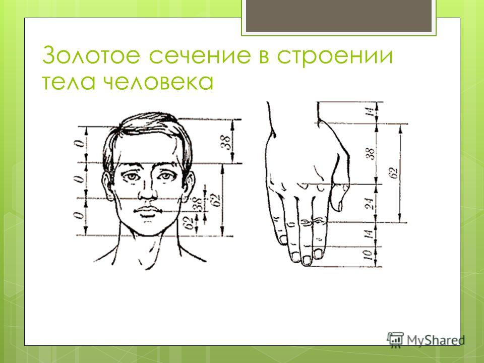 Проект золотое сечение в теле человека