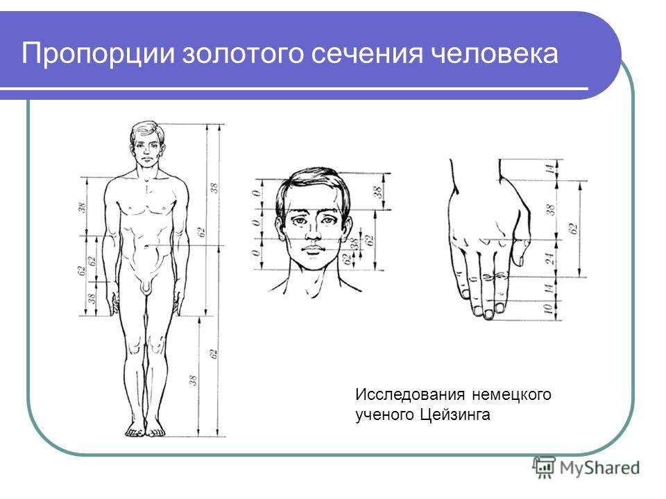 Золотое сечение пропорции