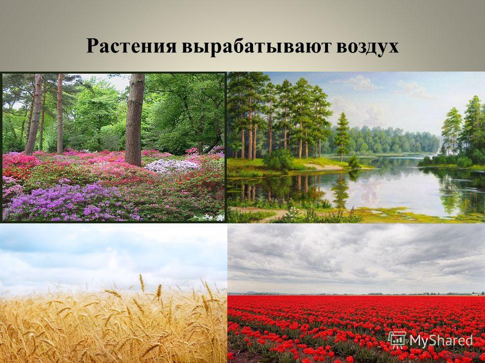 Сколько растений есть. Что вырабатывают растения. Чистый воздух вырабатывают растения. Как растения вырабатывают воздух. Какие растения продуцируют Бор.