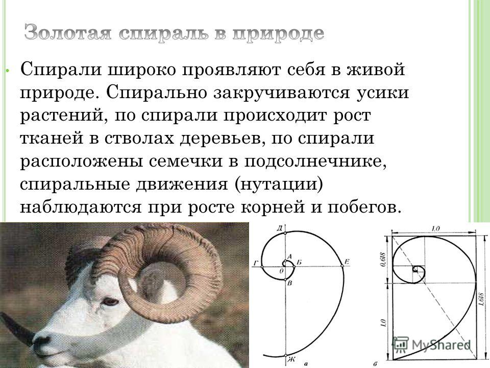 Золотое сечение в живой природе презентация