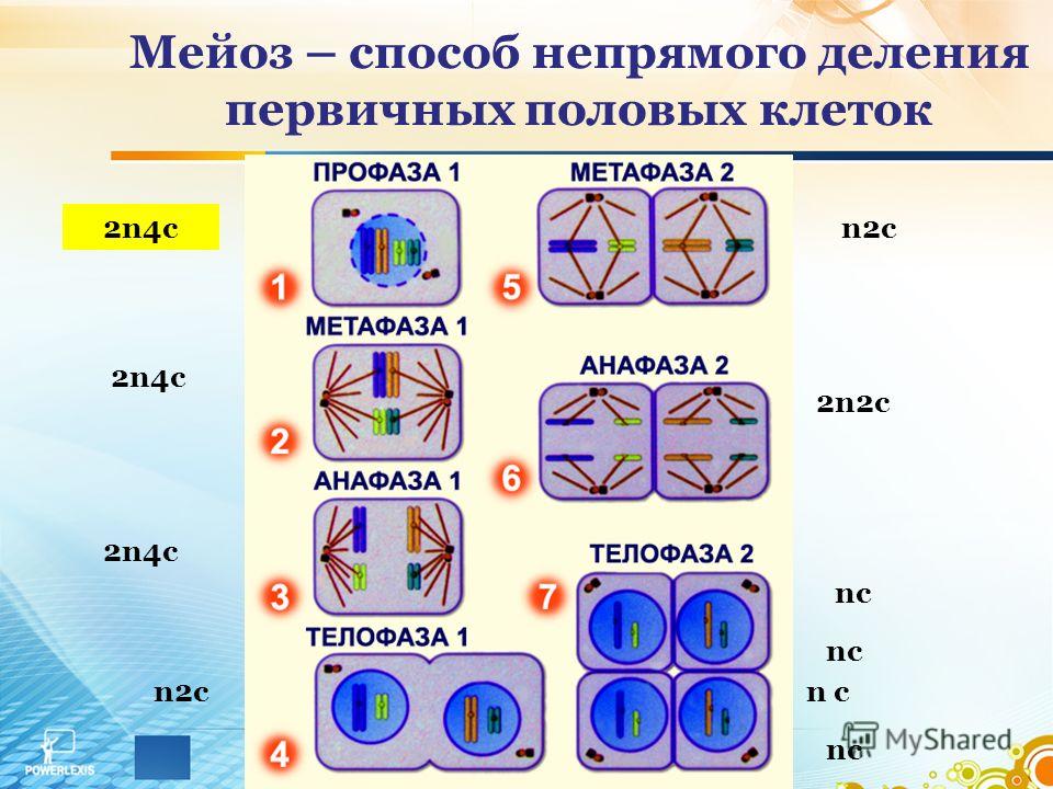 Y n 2 n 4. Мейоз формулы. Мейоз 2n4c таблица. 2n4c набор. Фазы мейоза.