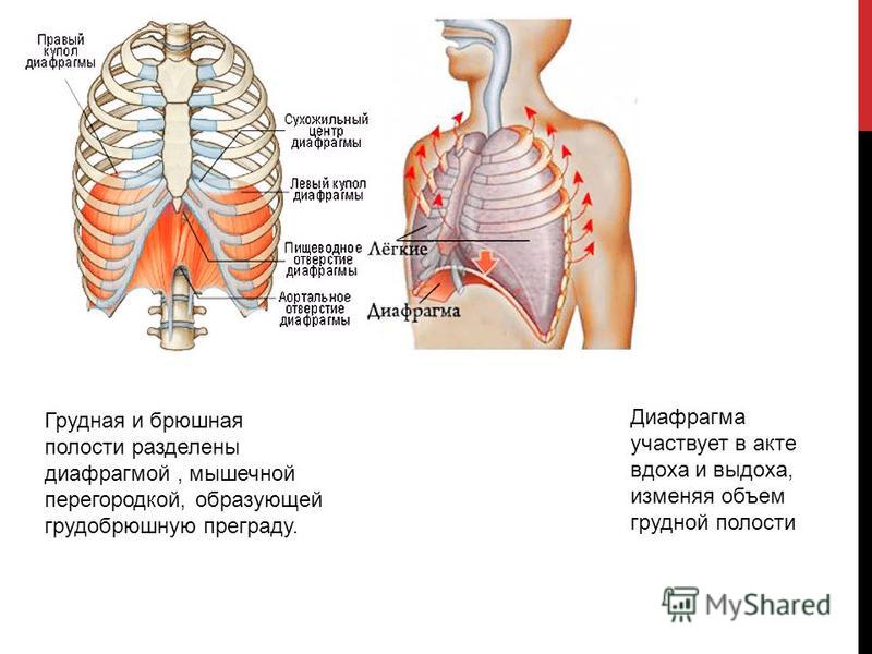 Три диафрагмы у человека. Строение тела человека диафрагма. Грудная и брюшная полости разделены диафрагмой. Диафрагмы в теле человека. Диафрагмы в теле человека анатомия.