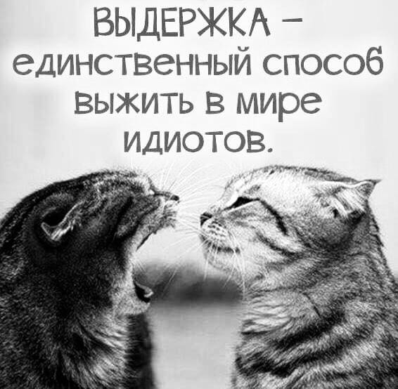 Единственный способ. Выдержка единственный способ выжить в мире идиотов. Терпение единственный способ выжить в мире идиотов. Спокойствие лучший способ выжить в мире идиотов. Выдержка способ выжить в мире идиотов.