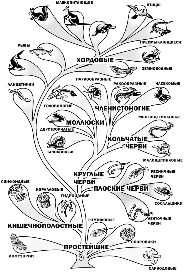 Эволюция развития животных. Эволюционное Древо жизни биология. Филогенетическое Древо животного мира. Эволюционное Древо царство животные. Филогенетическое Древо животных биология.