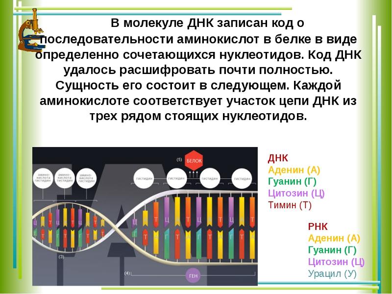 Что чему соответствует в днк. Аминокислоты ДНК. Аминокислоты в молекуле ДНК. Аминокислотная последовательность ДНК. ДНК состоит из аминокислот.