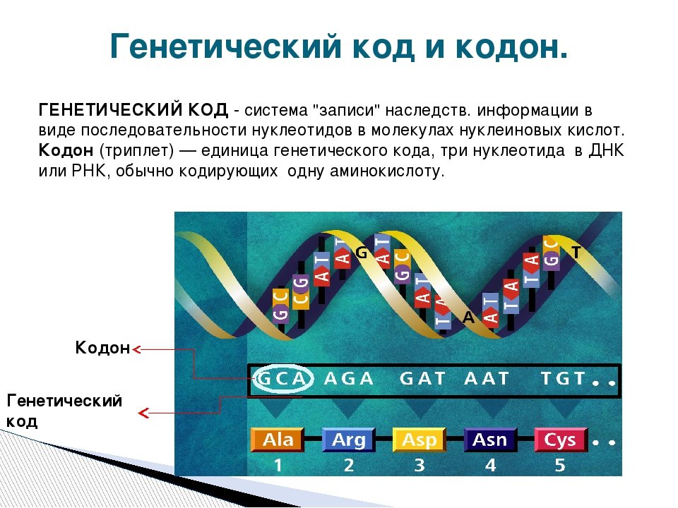 Свойства ген кода. Генетический код 64 триплета. Как устроен генетический код. ДНК расшифровка генетического кода. Генетический код строение ДНК.