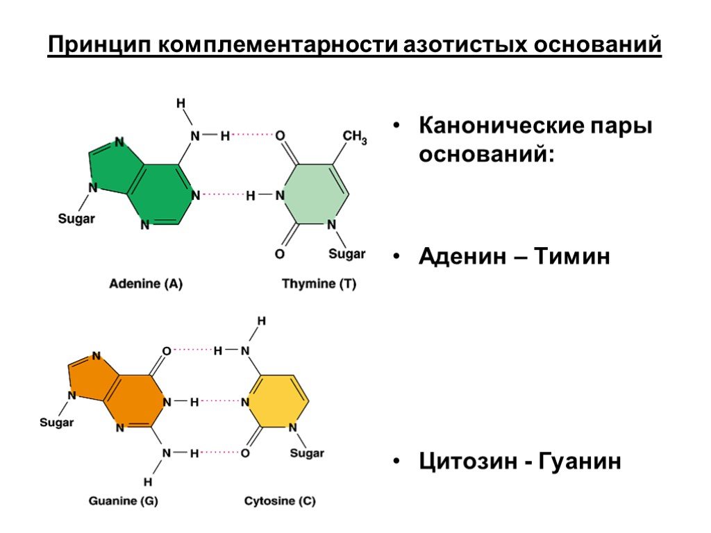Рнк содержит тимин. Строение аденина Тимина гуанина и цитозина. Комплементарная пара аденин Тимин. Тимин аденин гуанин строение. Аденин гуанин цитозин Тимин комплементарность.