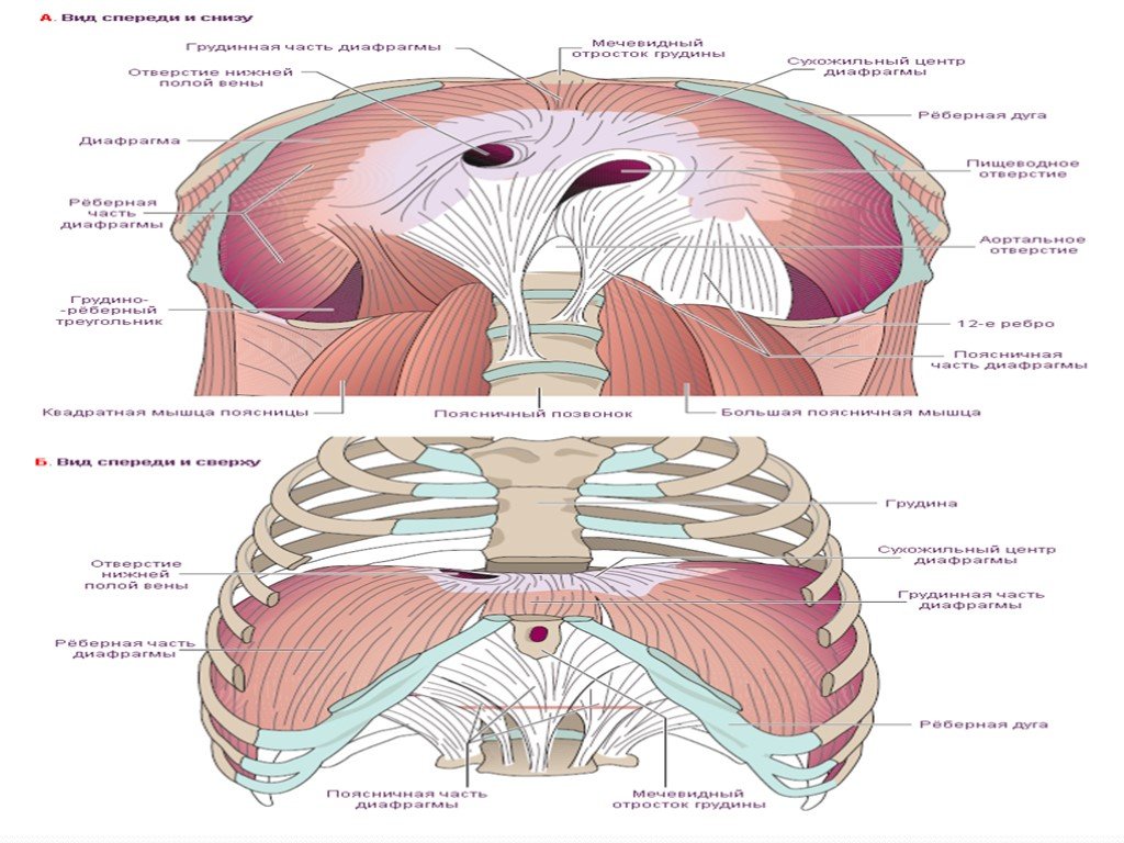 Диафрагма это фото у человека