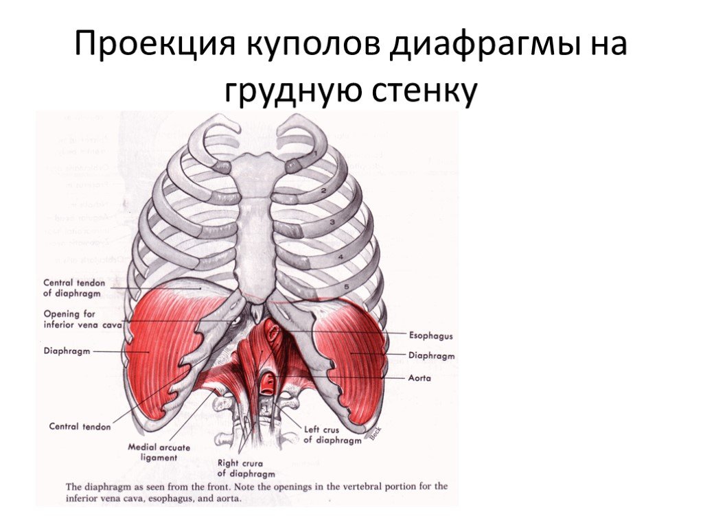 Стояние купола диафрагмы. Проекция диафрагмы на грудную клетку. Купол диафрагмы. Правый купол диафрагмы. Левый купол диафрагмы.