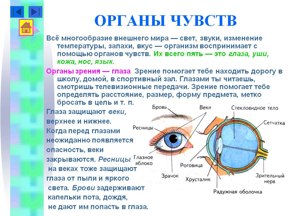 Глаз зрение физика презентация