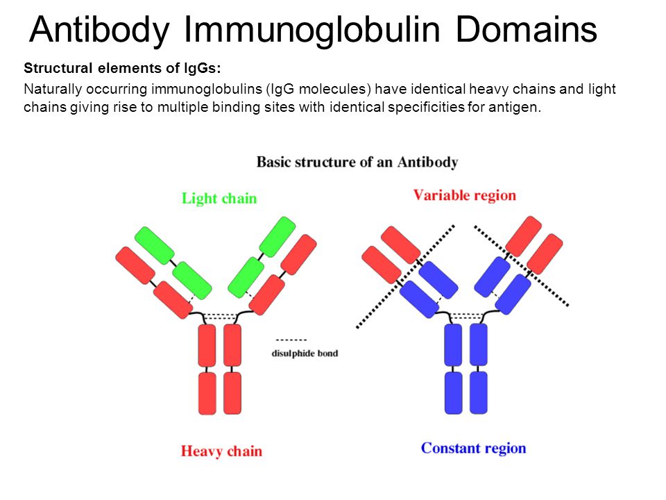 Получение иммуноглобулинов