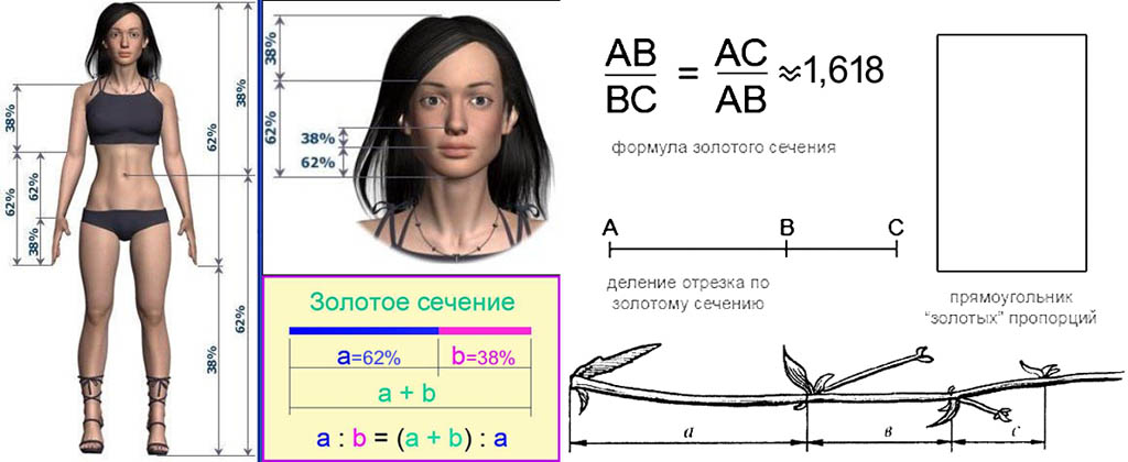 Проект по математике золотое сечение в художественной гимнастике