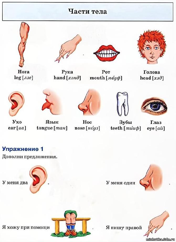 Части тела на английском для детей в картинках с переводом