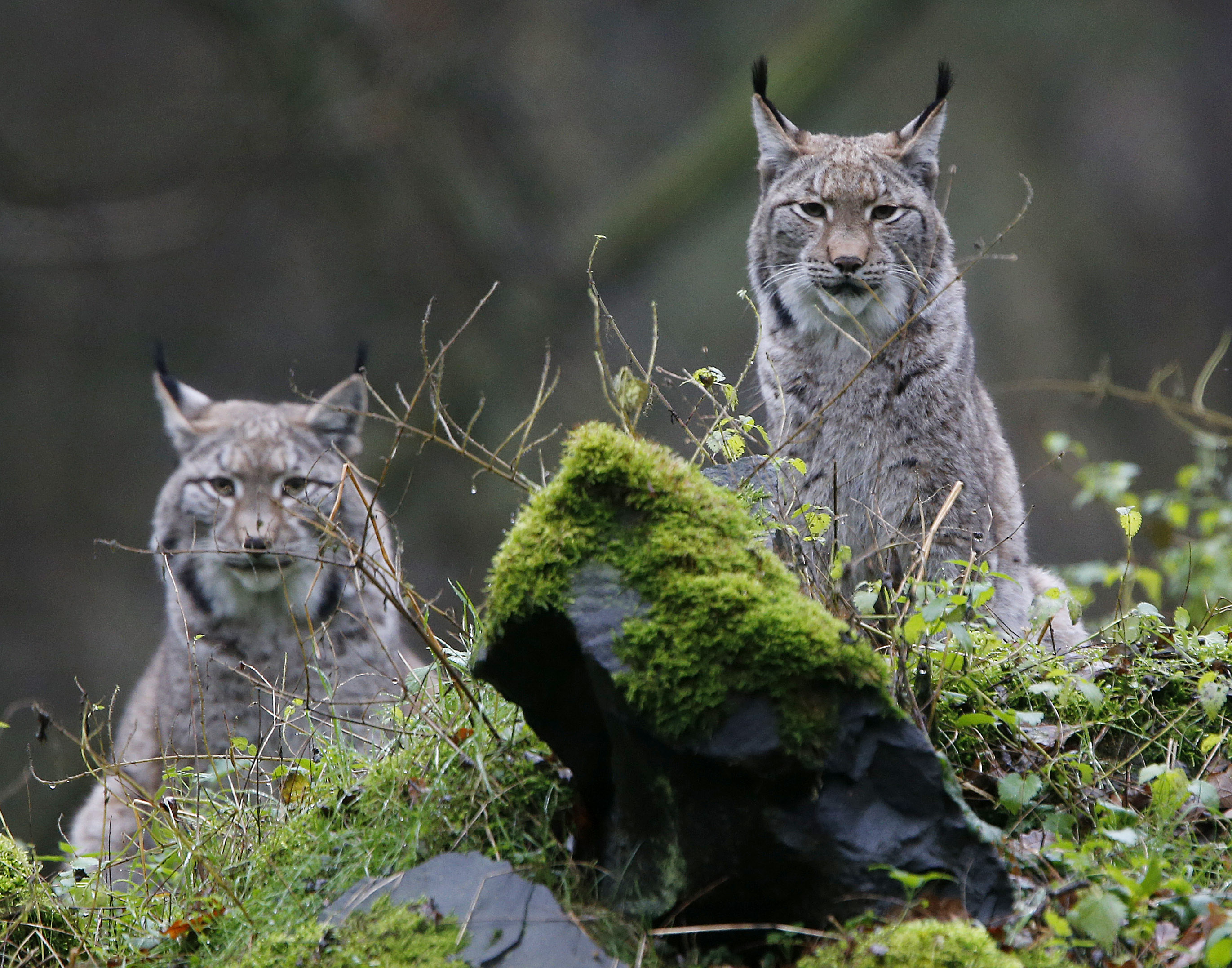 Животный мир бизнес. Рысь (Lynx Lynx) в дикой природе. Дикая природа. Природа и животные. Мир дикой природы.