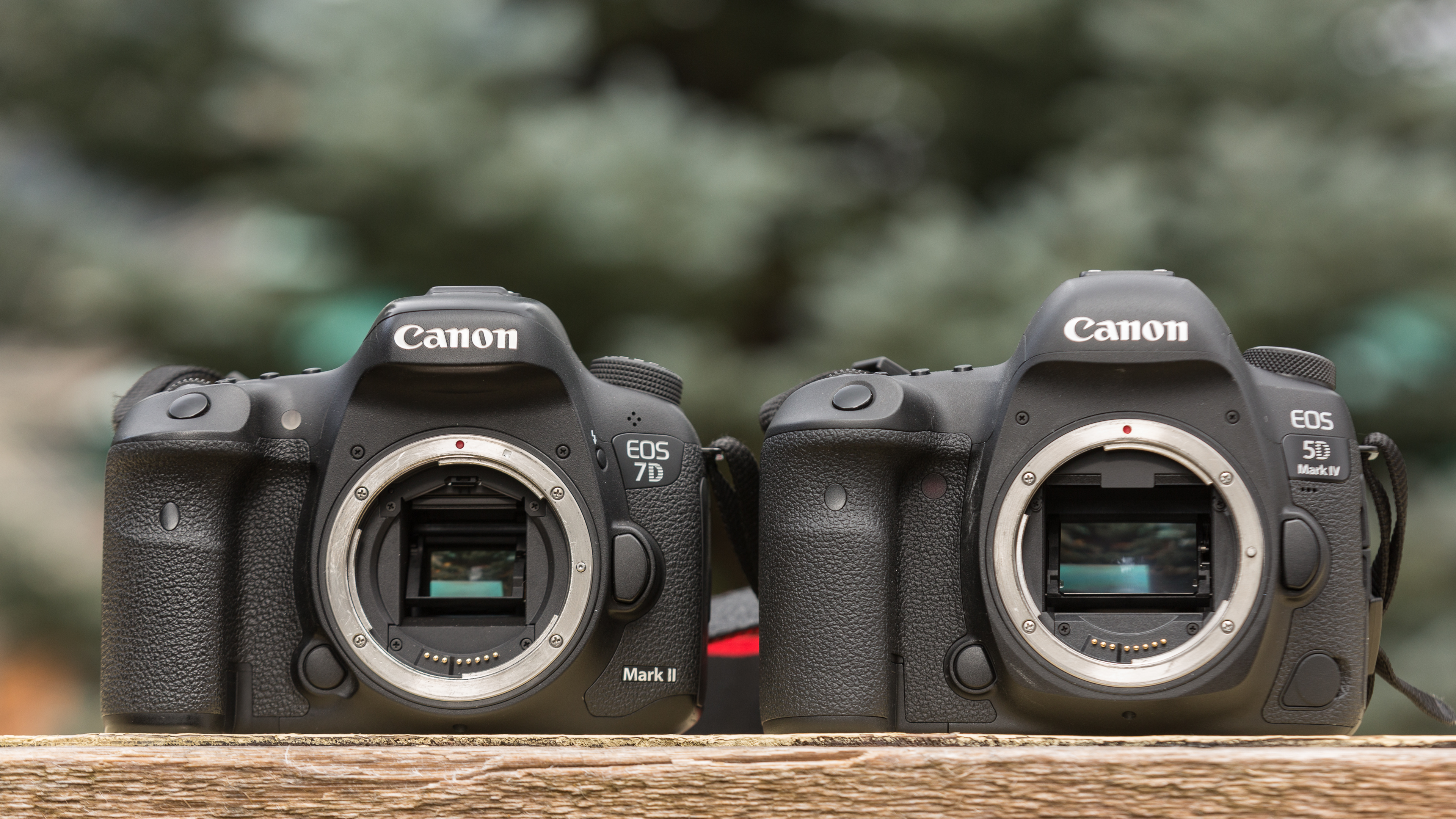 Canon eos 5d mark iv примеры фотографий