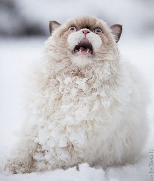 Эмоции людей и животных, которые впервые в жизни увидели снег