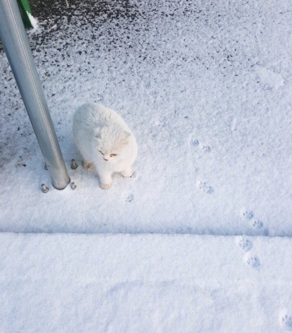 Эмоции людей и животных, которые впервые в жизни увидели снег