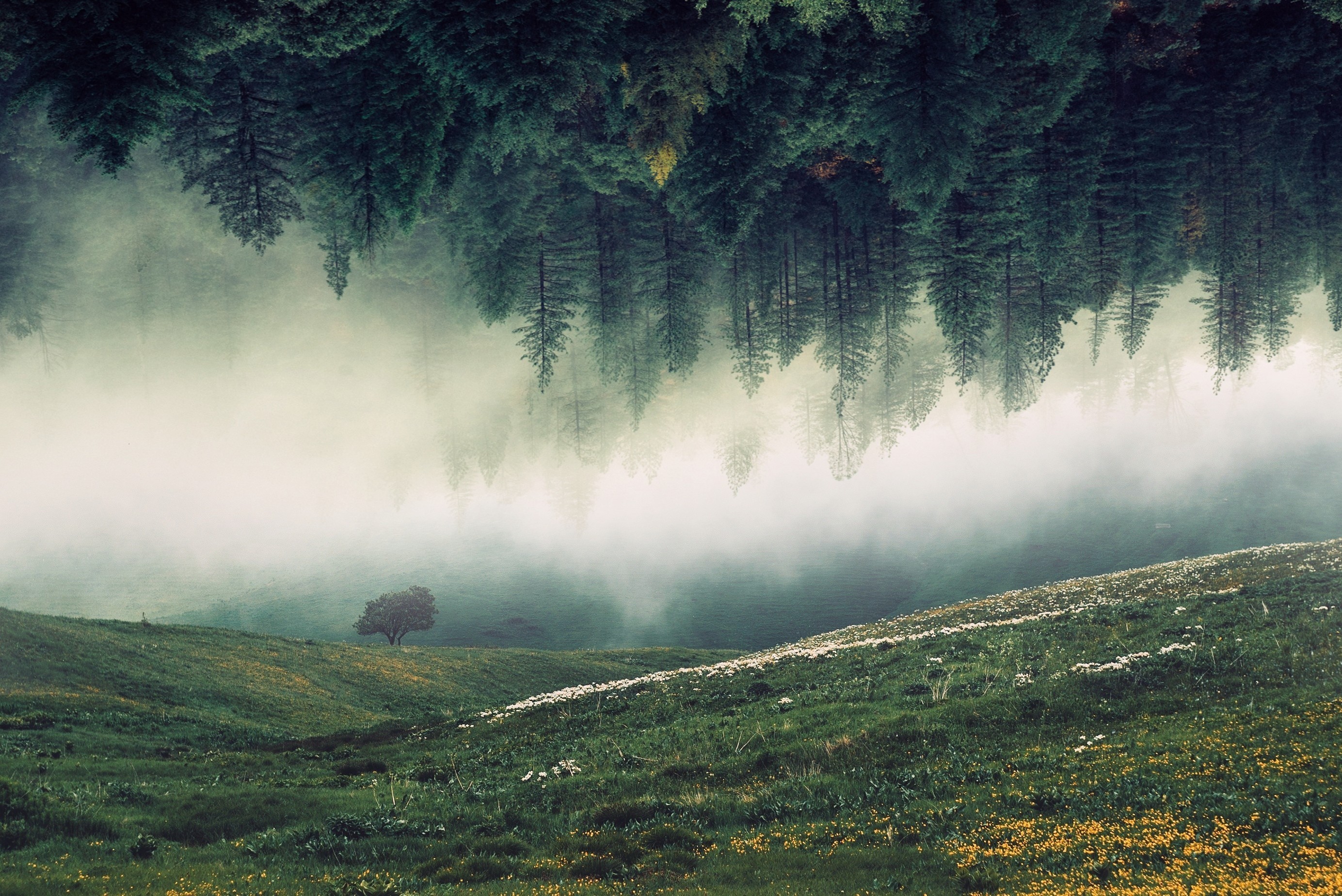 Туман фото красивые