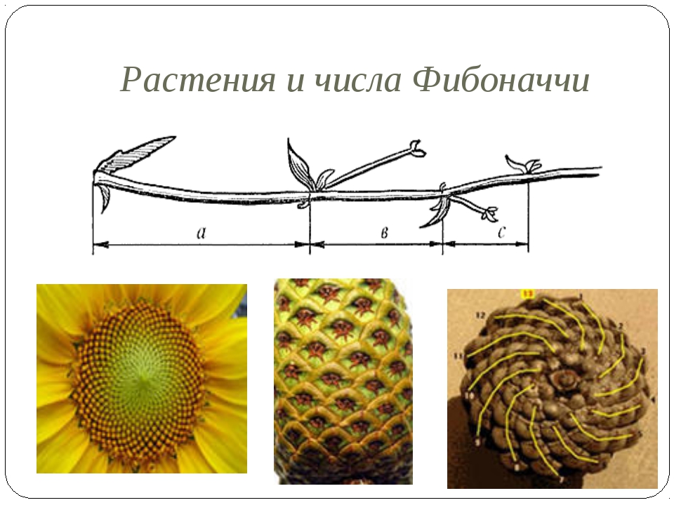 Напиши ряд фибоначчи. Золотое сечение Фибоначчи. Число Фибоначчи золотое сечение. Числа Фибоначчи спираль. Золотое сечение в природе.