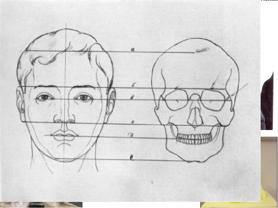 Портрет способом. Анатомические пропорции лица. Пропорции лица человека анатомия. Пропорции лица человека рисунок. Построение лица пропорции.