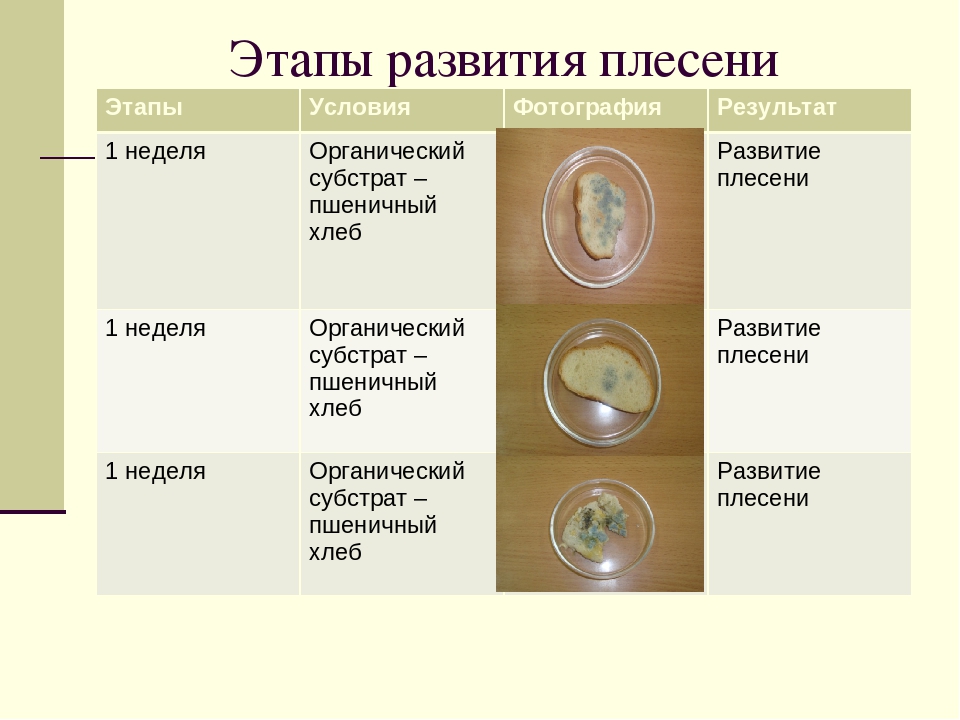 Условия для развития плесени биология 6. Стадии развития плесени. Этапы развития плесени плесень. Стадии развития плесени на хлебе. Условия для развития плесени.