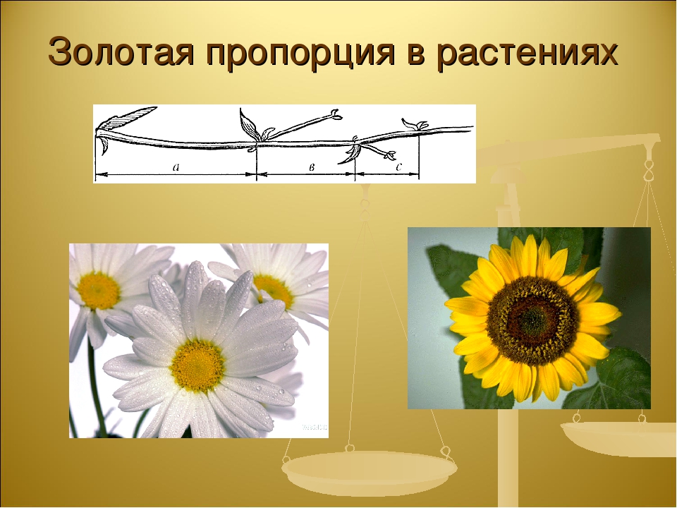 Золотая пропорция. Ромашка золотое сечение. Золотое сечение пропорции фото. Золотое сечение в математике фото.