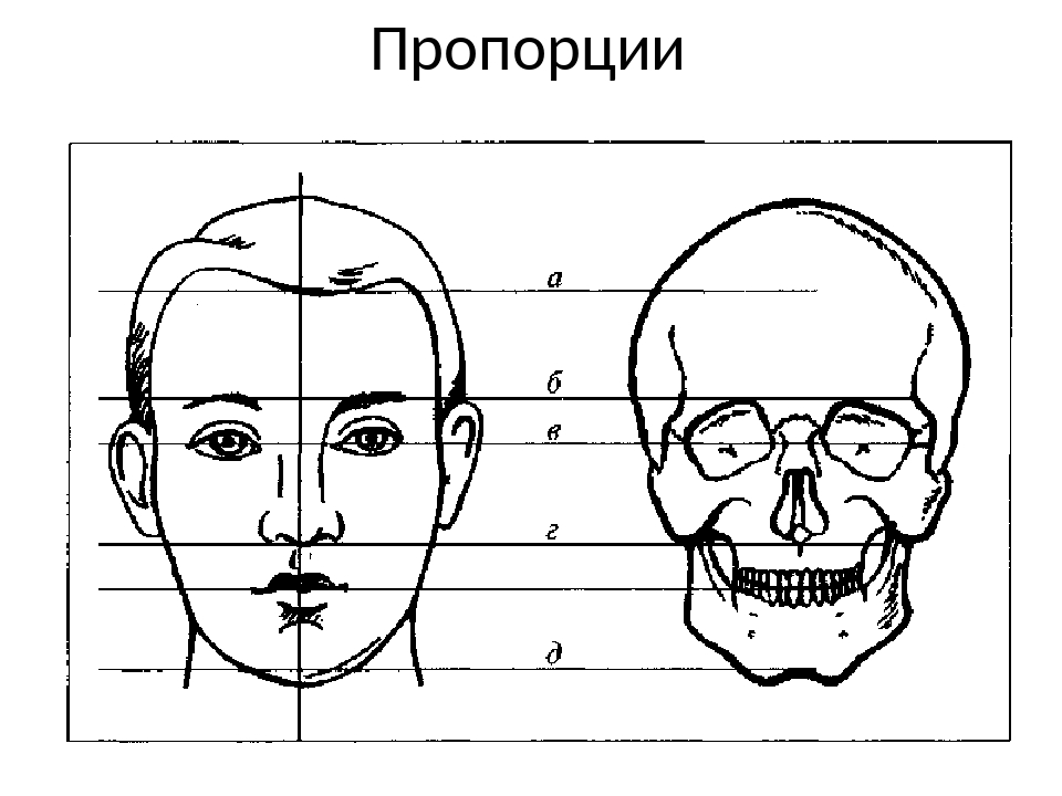 Пропорции лица человека для рисования схема