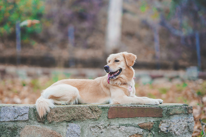 A cute pet portrait of a golden retriever sitting on a wall