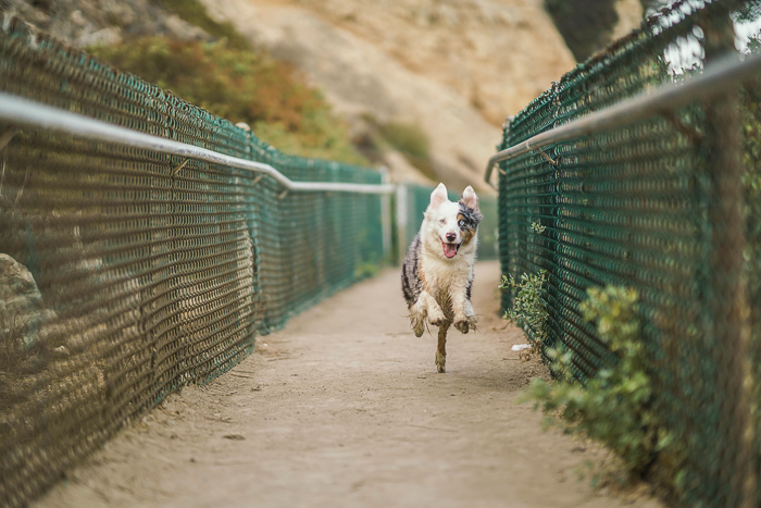 An action shot of a dog running using phase Detection Autofocus