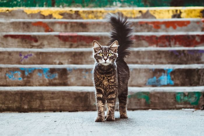 Photo of a cat in front of stairs