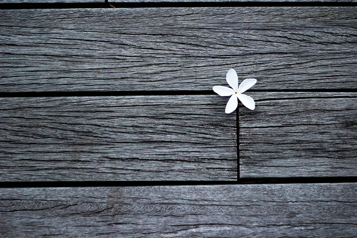 An aesthetic picture of a small white flower placed between wooden planks in black and white