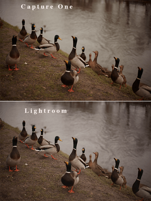 A diptych of the same photos of a group of ducks by a lake comparing Lightroom vs Capture One RAW image processing 