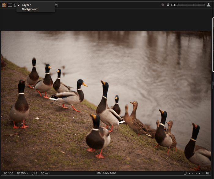 Screenshot of editing a photo of a group of ducks with Capture One